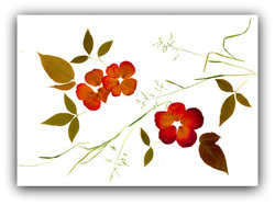 פלייסמטים (תחתיות לצלחות) – מתנה שימושית בעבודת יד מפרחים מיובשים. 